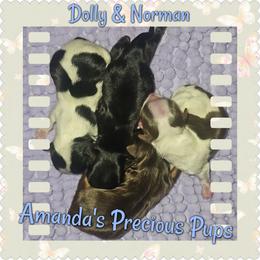 Traditional Male - Black and tan male Yorkshire Terrier puppy in Wartburg, Tennessee from Amanda's Precious Pups
