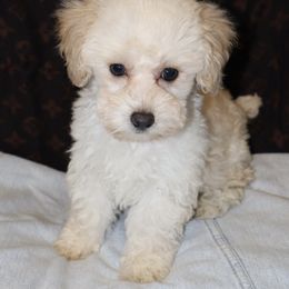 Star - Cream female Poodle puppy in Hudson, North Carolina from Pawsh Petites