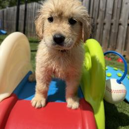 Golden Retriever Puppies from Glimmer Goldens