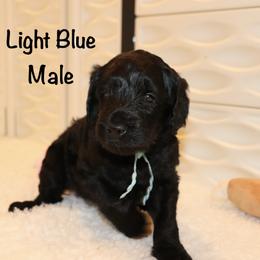 Light blue - Black male Goldendoodle puppy in Maryville, Tennessee from Twin City Doodles
