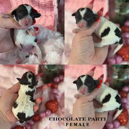Evangeline - Brown female Cockapoo puppy in Lafayette, Louisiana from Kinkade Kennels