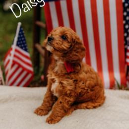 Cavapoo Puppies from Foggy Timber Kennels