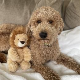 Simba - Goldendoodle