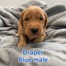 Draper - Dark Blue Collar - Golden male Golden Retriever puppy in Salt Lake City, Utah from Soaring golden retrievers