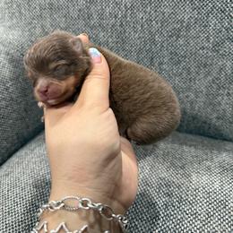 Chocolate and tan girl - Chocolate and tan female Pomeranian puppy in Eagle Pass, Texas from Texas Tumbleweed Poms