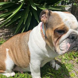 Briony - Bulldog