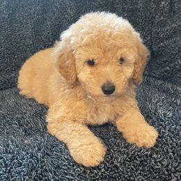Goldendoodle and Poodle Puppies from Duffey’s IncrediDoodles