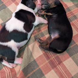 Basset Hound Puppies from 14395 n. center rd