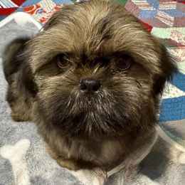 Charlie - Sable male Shih Tzu puppy in Etoile, Texas from Dollface Dollie’s Shih Tzus
