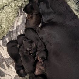 Brie - Black female Dachshund puppy in Las Vegas, Nevada from Desert Dachshunds