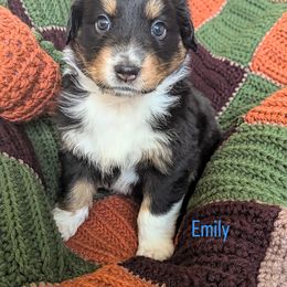 Emily - Black tri-color female Australian Shepherd puppy in Roy, Utah from Sage House Pups