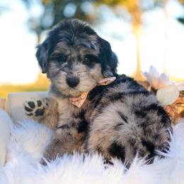 Willow - Blue merle female Bordoodle puppy in Conway, Missouri from 2J 2K Bordoodles