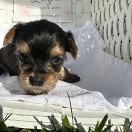 Girl 3 - Yorkshire Terrier puppy in Goode, Virginia from Glass Hill Yorkies