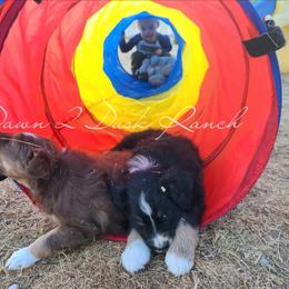 Australian Shepherd Puppies from Dawn 2 Dusk Ranch
