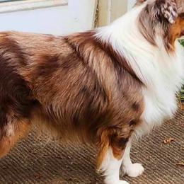 Fly - Miniature American Shepherd