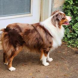 Fly - Miniature American Shepherd