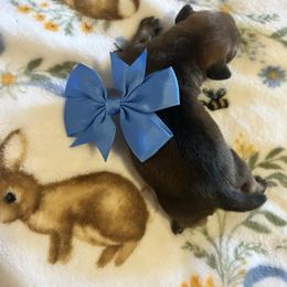 Gus - Sable male Dachshund puppy in Conroe, Texas from Harper’s Waggin Winnie’s