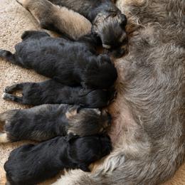 Miniature Schnauzer puppies from Mini Beard Buster Kennel
