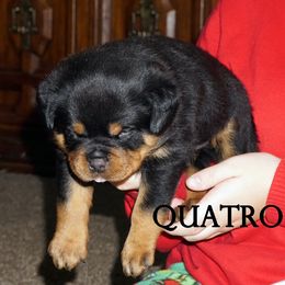 Rottweiler and Toy Shetland Sheepdog Puppies from Mountain High Kennels