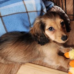 Dachshund Puppies from Queen City Dachshunds