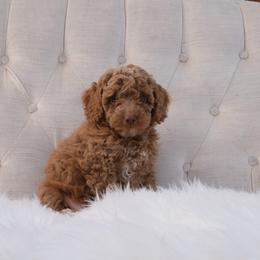 Australian Labradoodle Puppies from New England Labradoodles