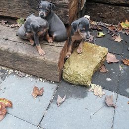 Miniature Pinscher Puppies from Meek's Min Pins