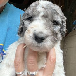 Labradoodle Puppies from Bear Creek Labradoodles