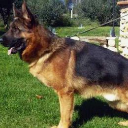 German Shepherds from Smoky Mountain German Shepherds