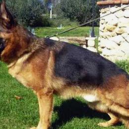 German Shepherds from Smoky Mountain German Shepherds