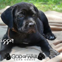Clarissa - Black female Cane Corso puppy in Princeton, Minnesota from God Of War Cane Corso
