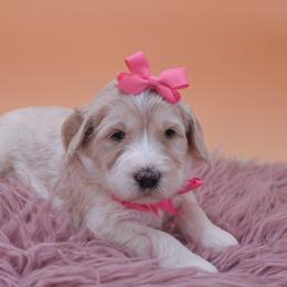 Alice pink collar - Cream female Goldendoodle puppy in Lexington, North Carolina from Deborah’s Doodles