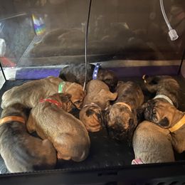 Bullmastiff Puppies from T-Boldt Bullmastiffs