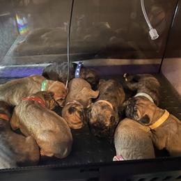 Bullmastiff Puppies from T-Boldt Bullmastiffs