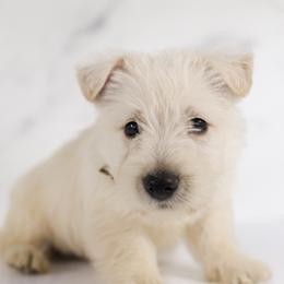 Chestnut - Wheaten male Scottish Terrier puppy in Stevens, Pennsylvania from K&M Kennel
