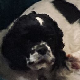 Little Moon Star - Cocker Spaniel