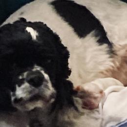Little Moon Star - Cocker Spaniel