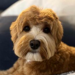 Posy - Australian Labradoodle