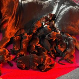 Girl 7 - Black and rust female Doberman Pinscher puppy in Lake City, Florida from Paintedcrazy Doberman Pinchers
