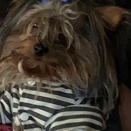 Yorkshire Terrier Puppies from Missy Lu Lap Puppies