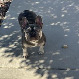 Luna - French Bulldog