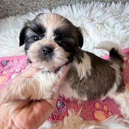 AKC - Daisy Champion Bloodline - Tricolor female Shih Tzu puppy in Long Beach, California from Prieto Shih-Tzu's