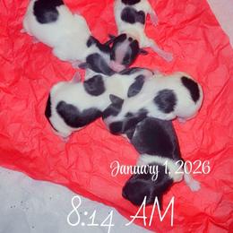 Litter - White female Morkie puppy in Memphis, Tennessee from Stacie Whitten's Morkie's