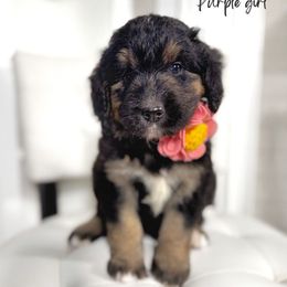 Purple girl - Tri-color female Bernedoodle puppy in Valdese, North Carolina from Doodling All Day Goldendoodles