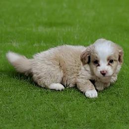 Aaron - Red male Bernedoodle puppy in Lafayette, Alabama from Williams Lake Kennels