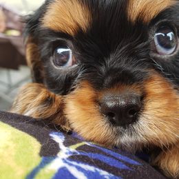 Cavalier King Charles Spaniel Puppies from Heritage Garden Cavaliers
