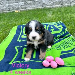 Victory - Pink Collar - Black rust and white female Bernese Mountain Dog puppy in Ravensdale, Washington from Raven Rock Puppies