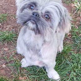 Skylar - Shih Tzu