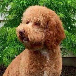 Rusty - Australian Labradoodle