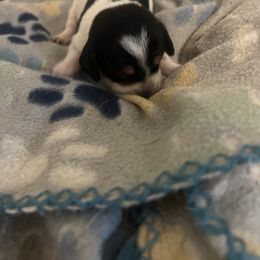 Archie - Piebald male Dachshund puppy in Conroe, Texas from R&M Dachshunds