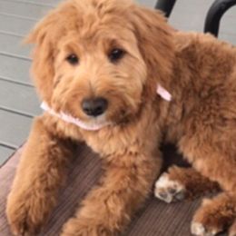 Goldendoodles from Hooper Doodles